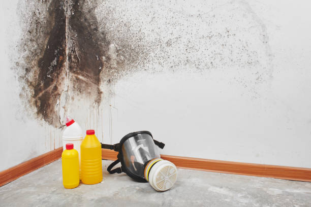 Best Basement Mold Remediation in Raymond, IL