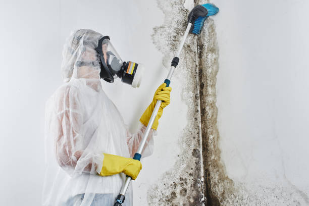 Best Post-Remediation Services in Raymond, IL