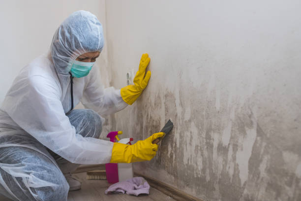 Best Mold Remediation for Specific Building Types in Raymond, IL