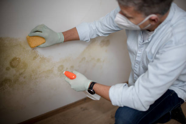 Best HVAC Mold Remediation in Raymond, IL
