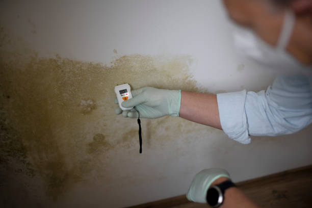 Best Mold Testing and Inspection Services in Raymond, IL