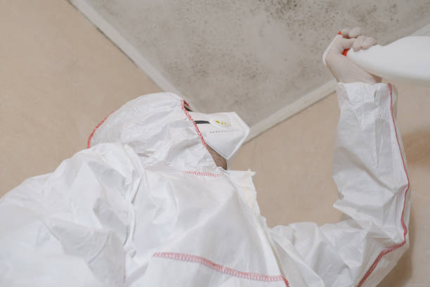 Best Residential Mold Remediation in Raymond, IL