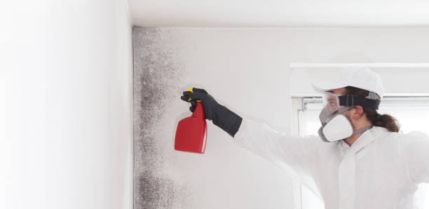 Best DIY Mold Remediation Support Services in Raymond, IL