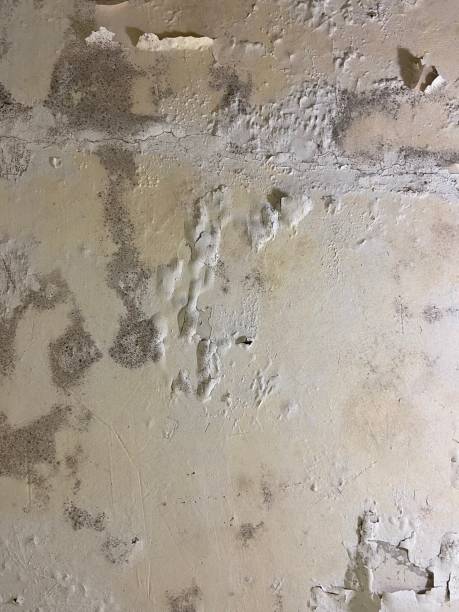 Best Post-Flood Mold Remediation in Raymond, IL