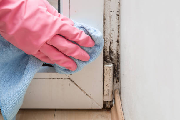 Best Mold Remediation for Schools in Raymond, IL